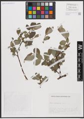 Foto von Salix cantabrica Rech. f.